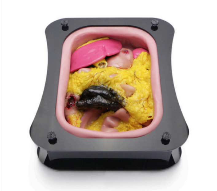 Anatomical Simulator for Abdominal Viscera